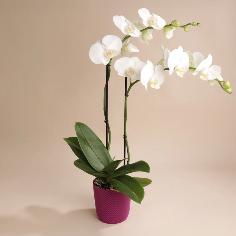Arkki Vase 4