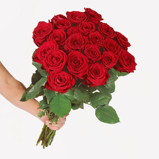 Rote Rosen – langstielig
