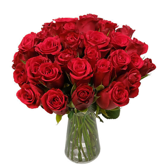 Samtrote Rosen – Red Calypso